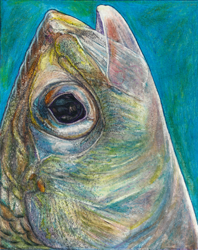 portrait of a shad